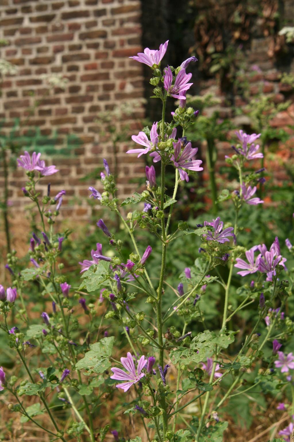 Malva sylvestris (door Willem Braam)