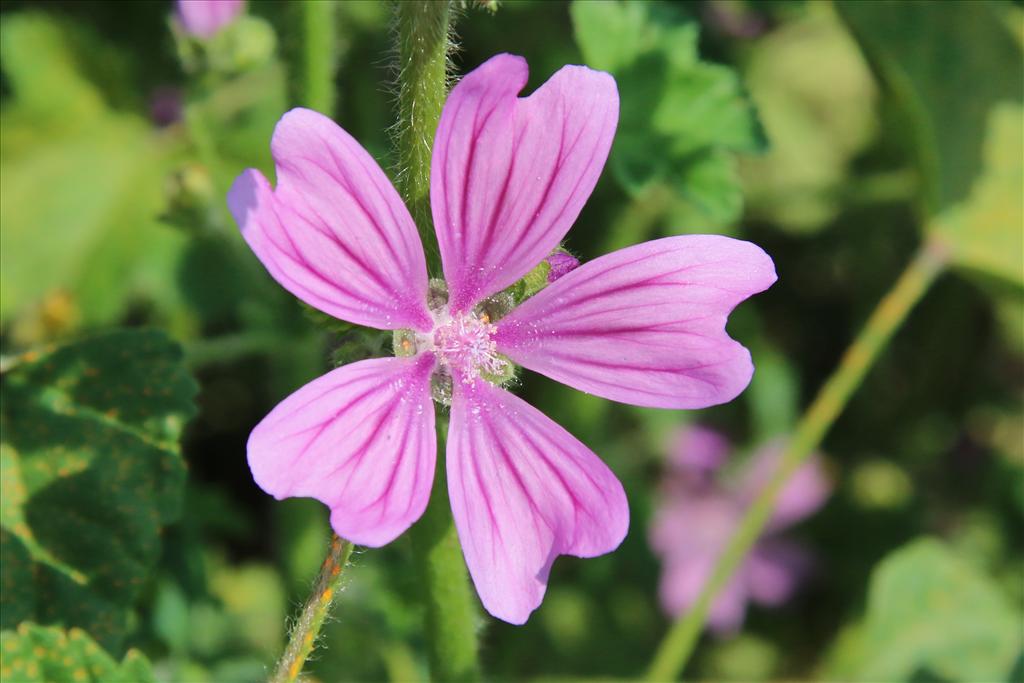 Malva sylvestris (door Willem Braam)