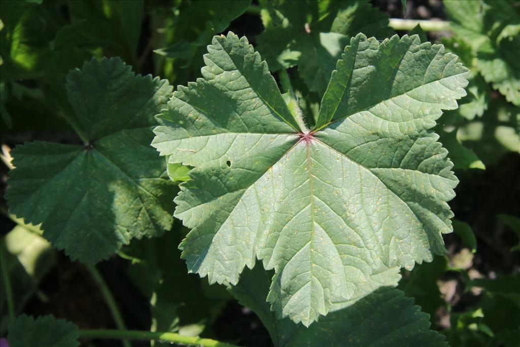 Malva sylvestris (door Willem Braam)