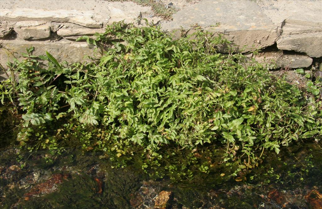 Helosciadium nodiflorum (door Willem Braam)