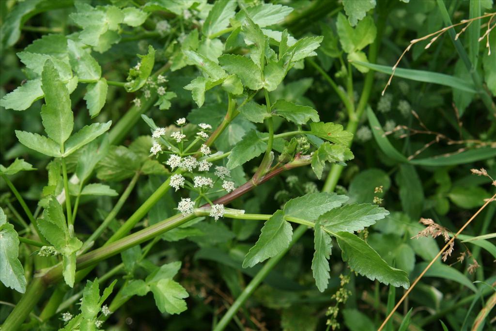 Helosciadium nodiflorum (door Willem Braam)