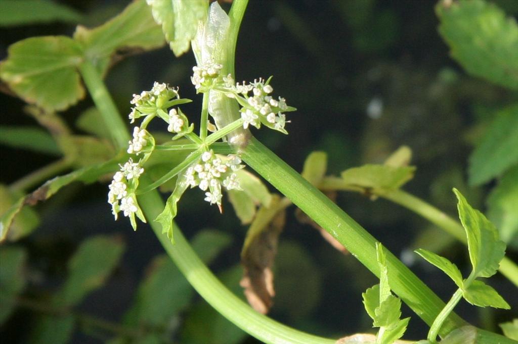 Helosciadium nodiflorum (door Willem Braam)