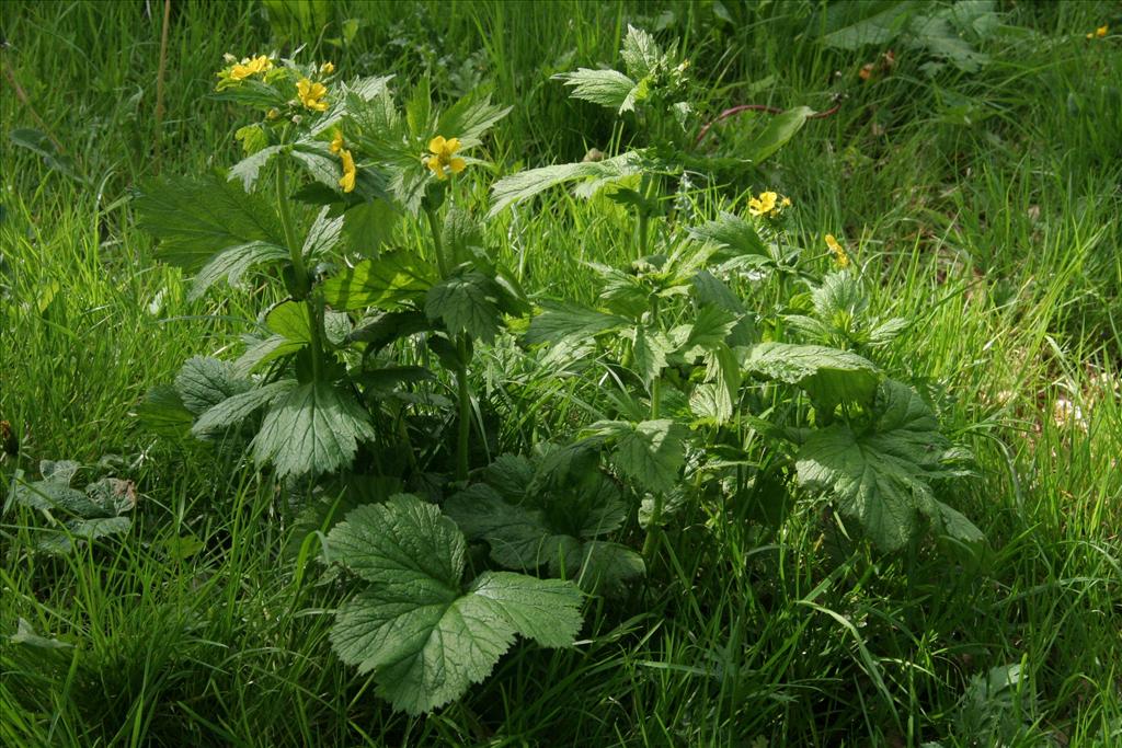 Geum macrophyllum (door Willem Braam)