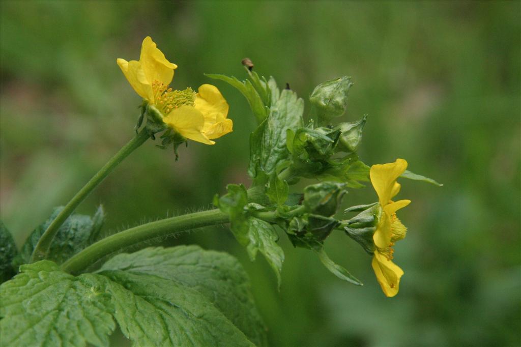 Geum macrophyllum (door Willem Braam)