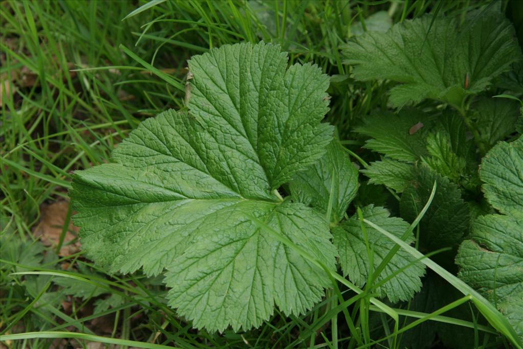 Geum macrophyllum (door Willem Braam)