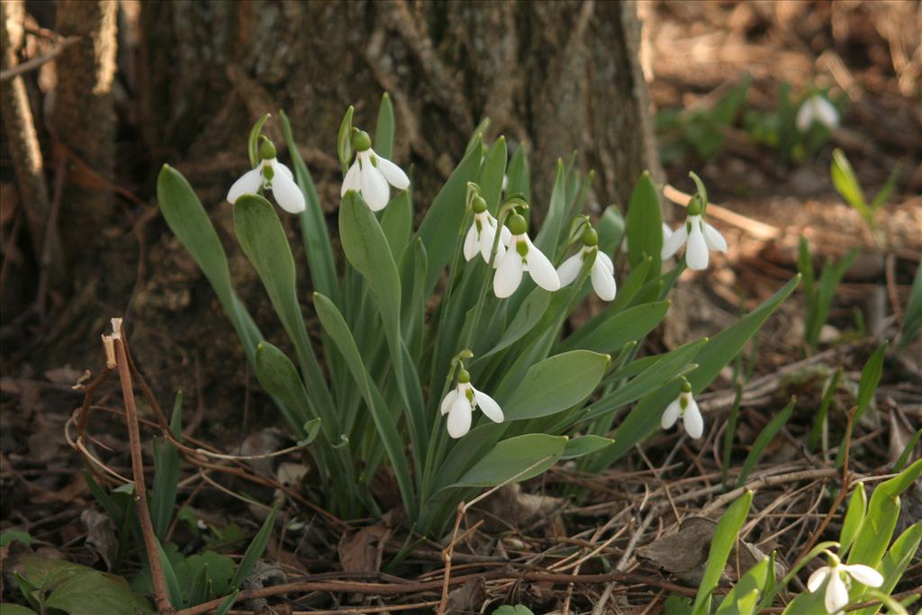 Galanthus elwesii (door Willem Braam)