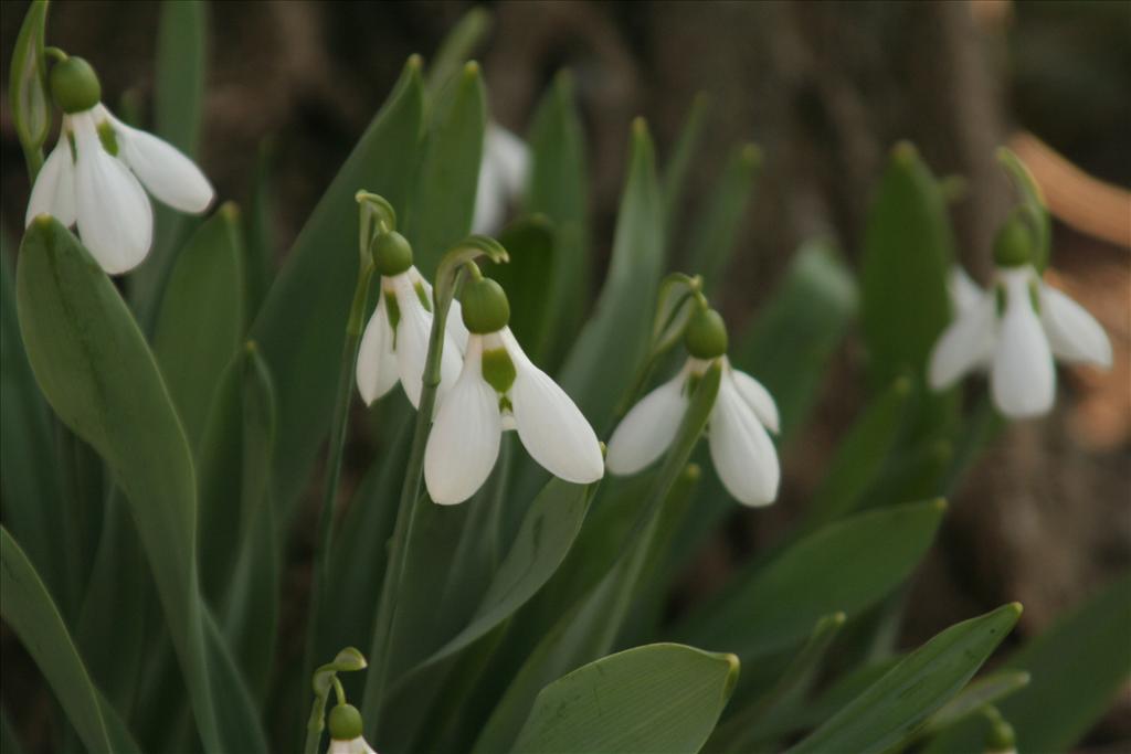 Galanthus elwesii (door Willem Braam)