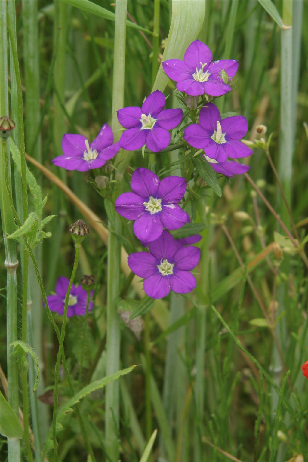 Legousia speculum-veneris (door Willem Braam)