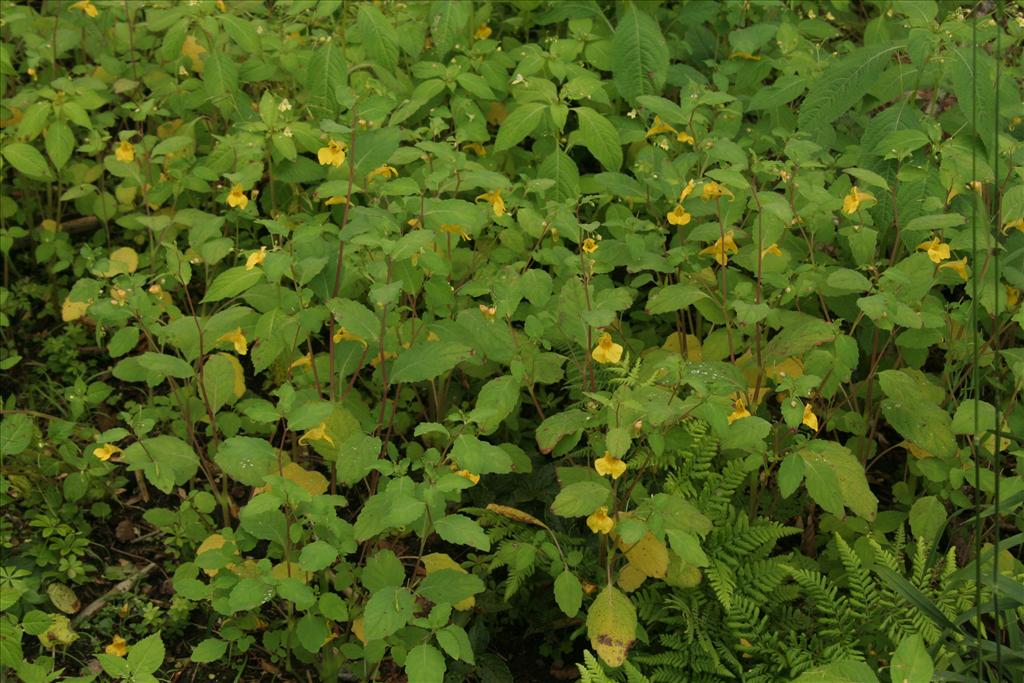 Impatiens noli-tangere (door Willem Braam)