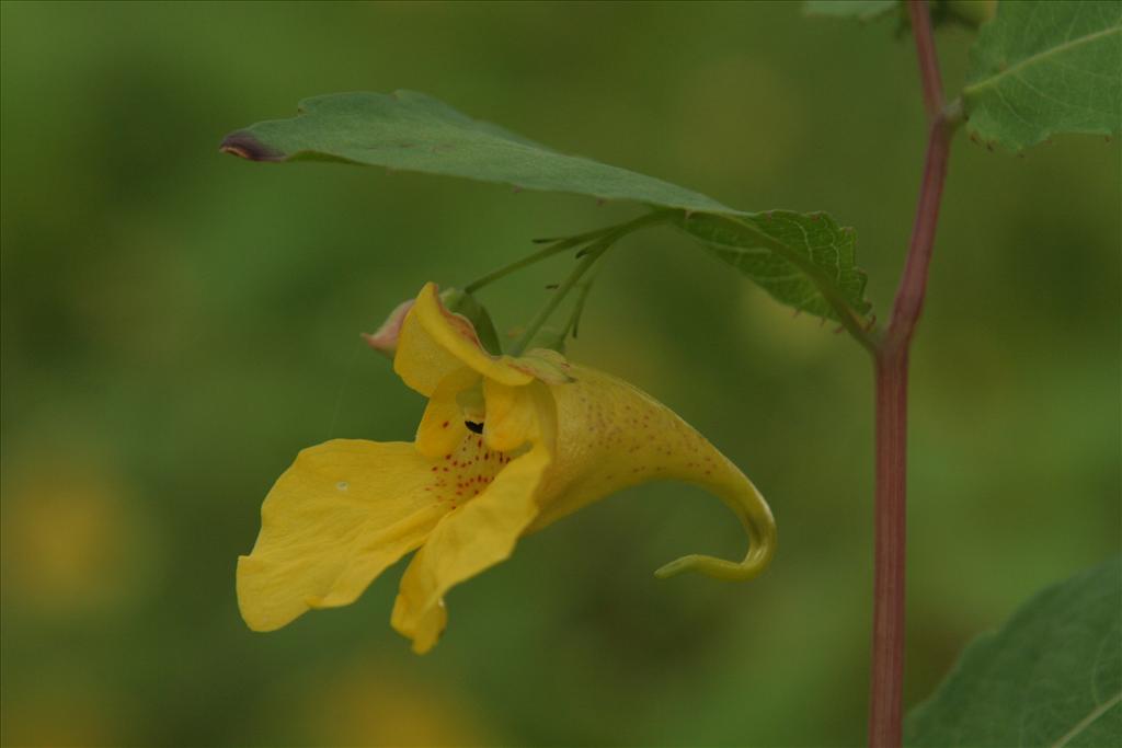 Impatiens noli-tangere (door Willem Braam)