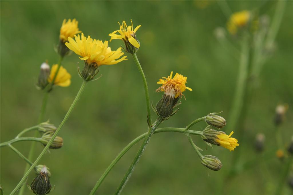 Crepis biennis (door Willem Braam)