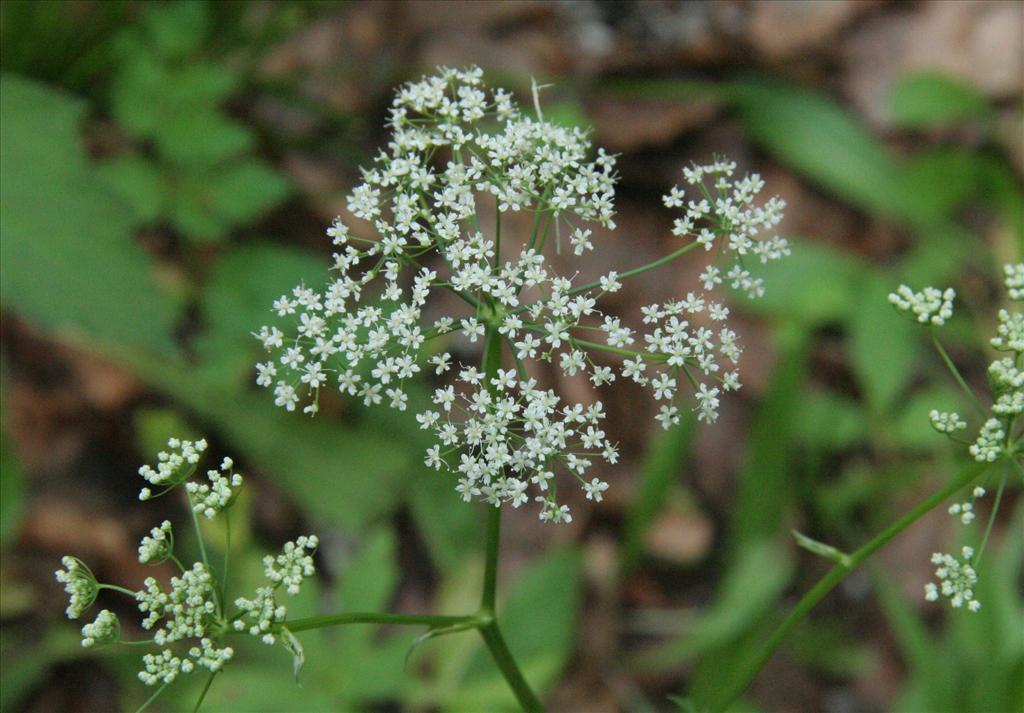 Pimpinella major (door Willem Braam)