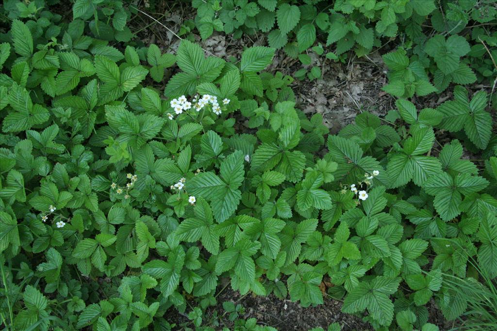 Fragaria moschata (door Willem Braam)