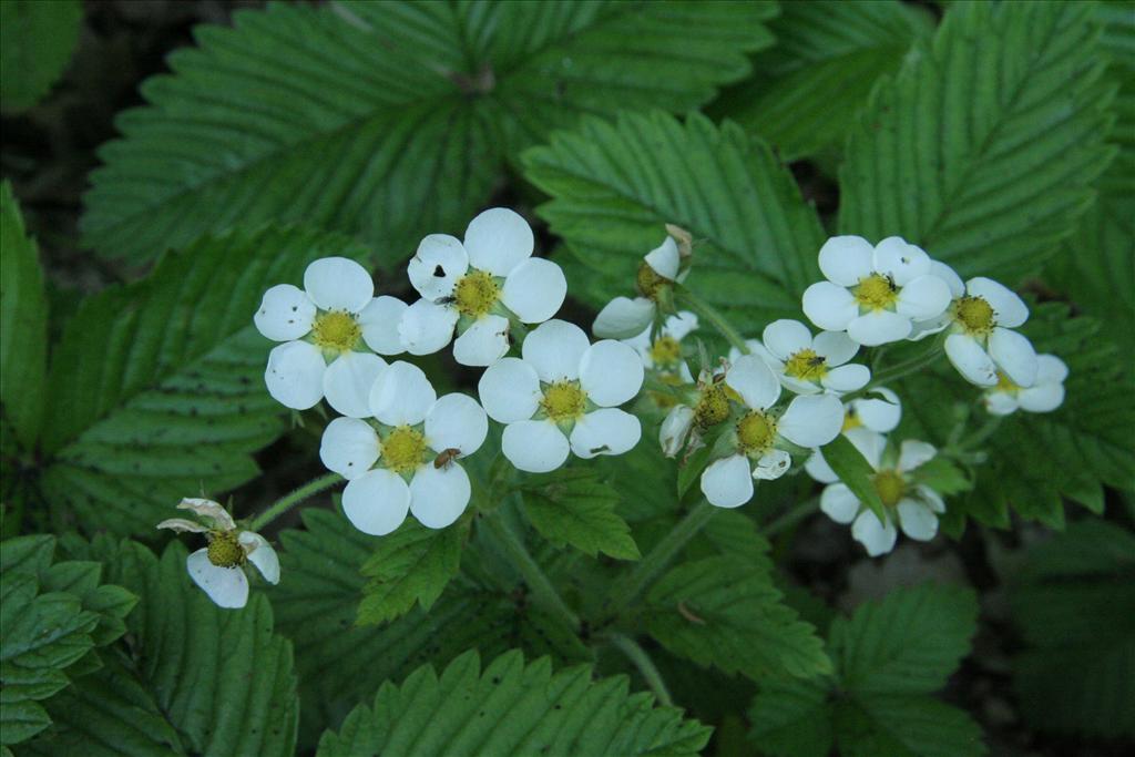 Fragaria moschata (door Willem Braam)