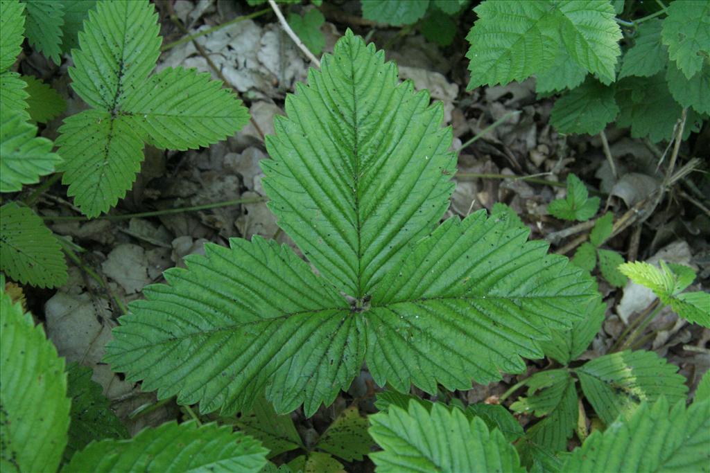 Fragaria moschata (door Willem Braam)