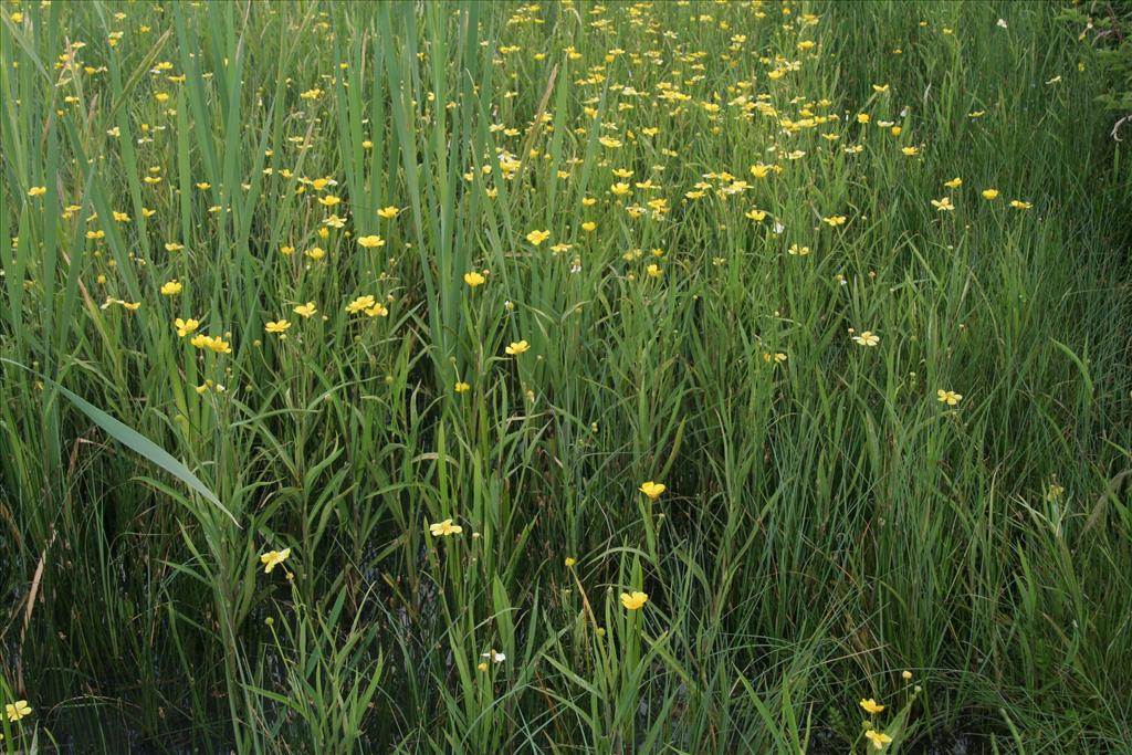 Ranunculus lingua (door Willem Braam)