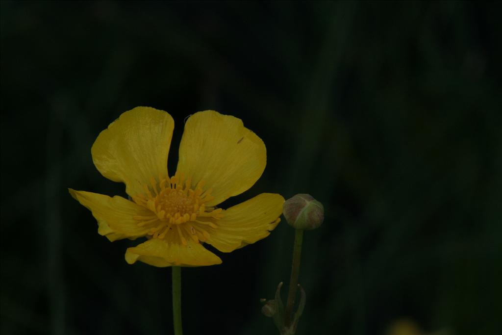 Ranunculus lingua (door Willem Braam)