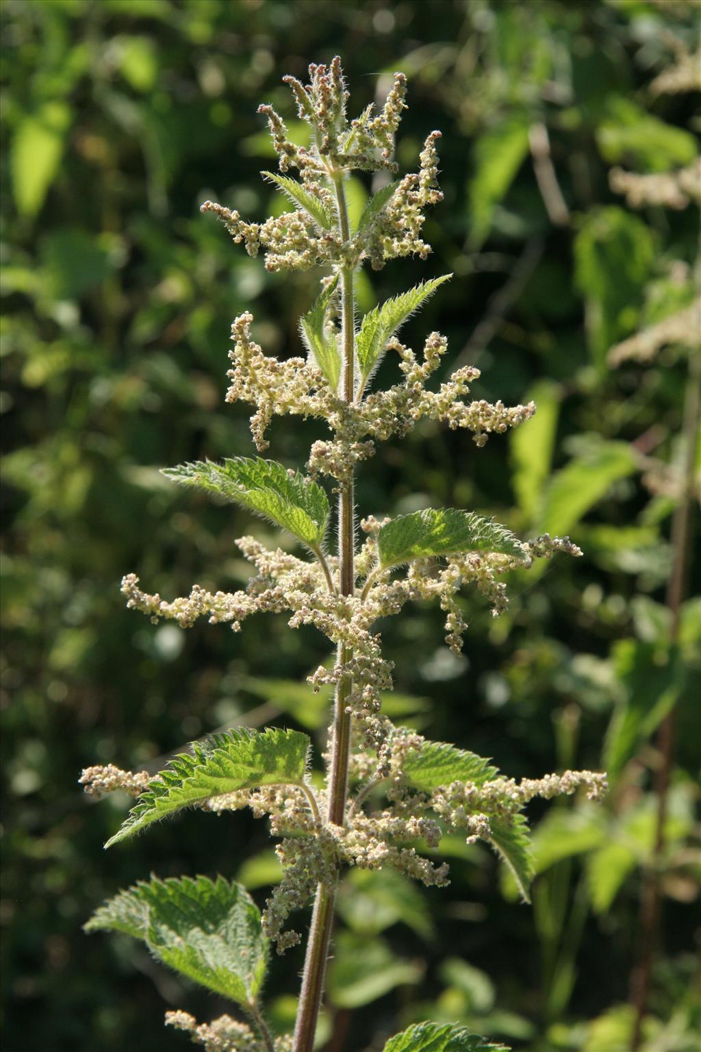 Urtica dioica (door Willem Braam)