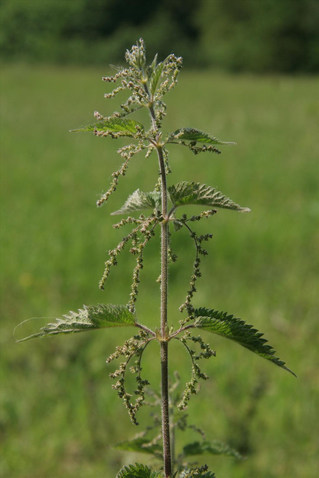 Urtica dioica (door Willem Braam)