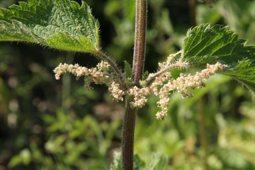 Urtica dioica (door Willem Braam)