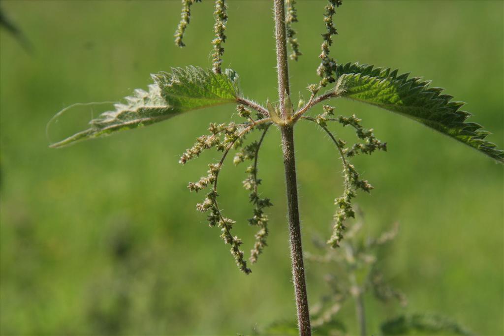 Urtica dioica (door Willem Braam)