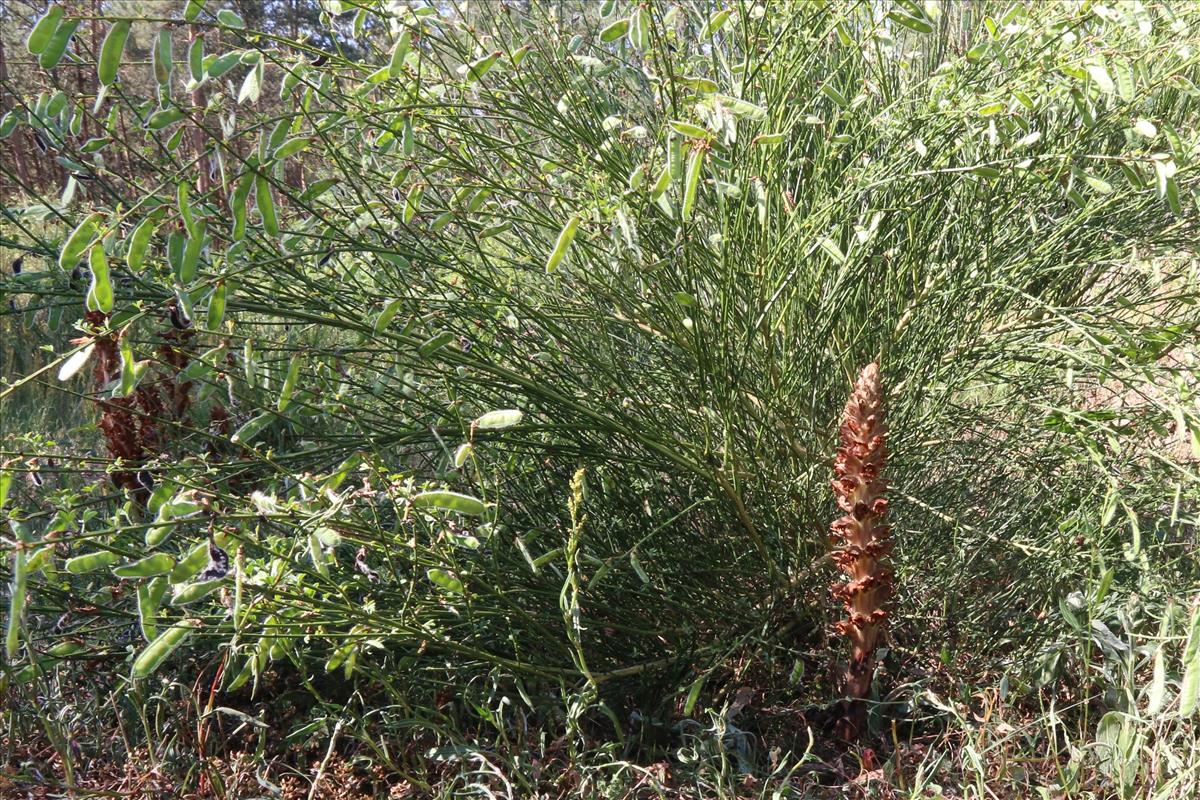 Orobanche rapum-genistae (door Willem Braam)