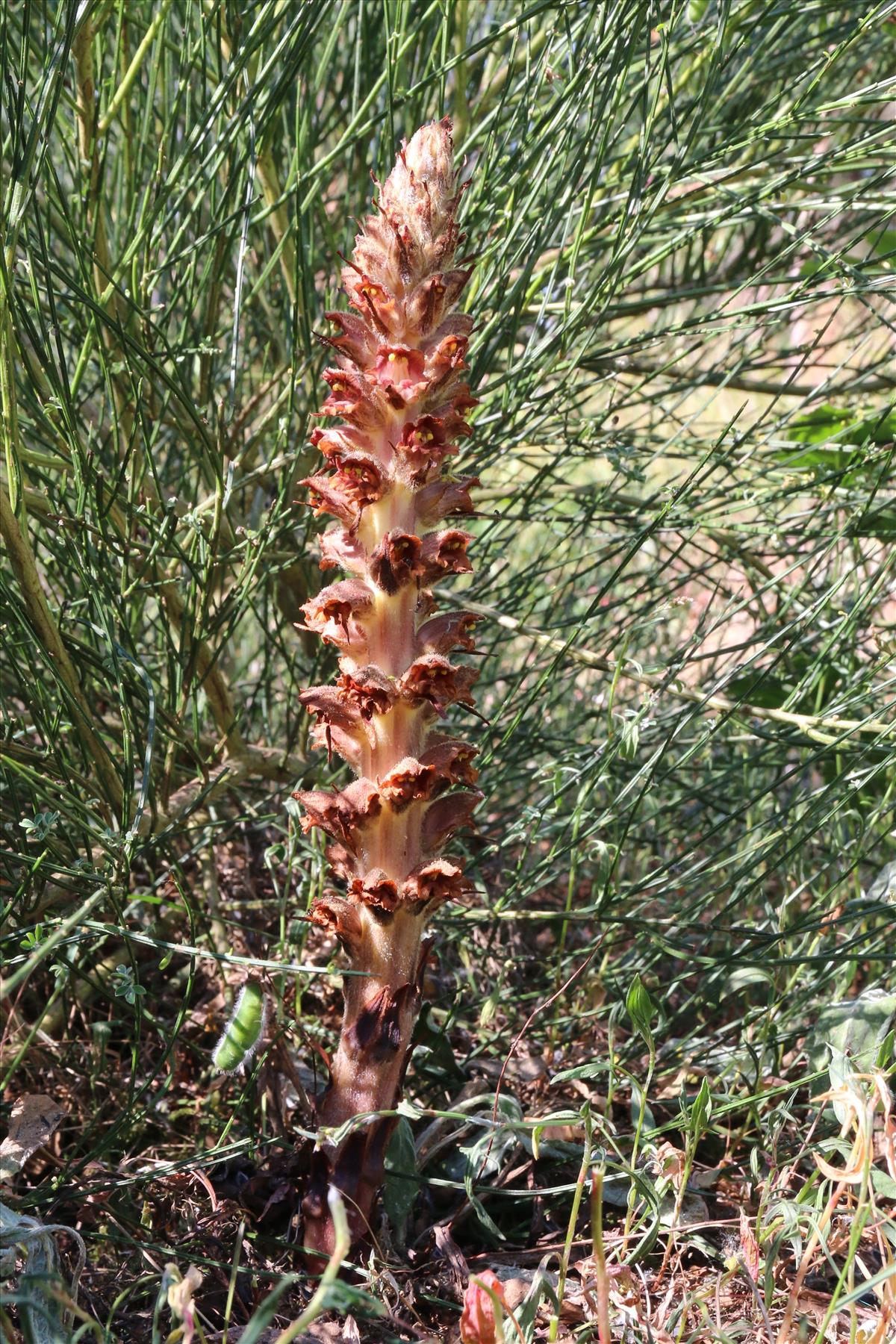 Orobanche rapum-genistae (door Willem Braam)