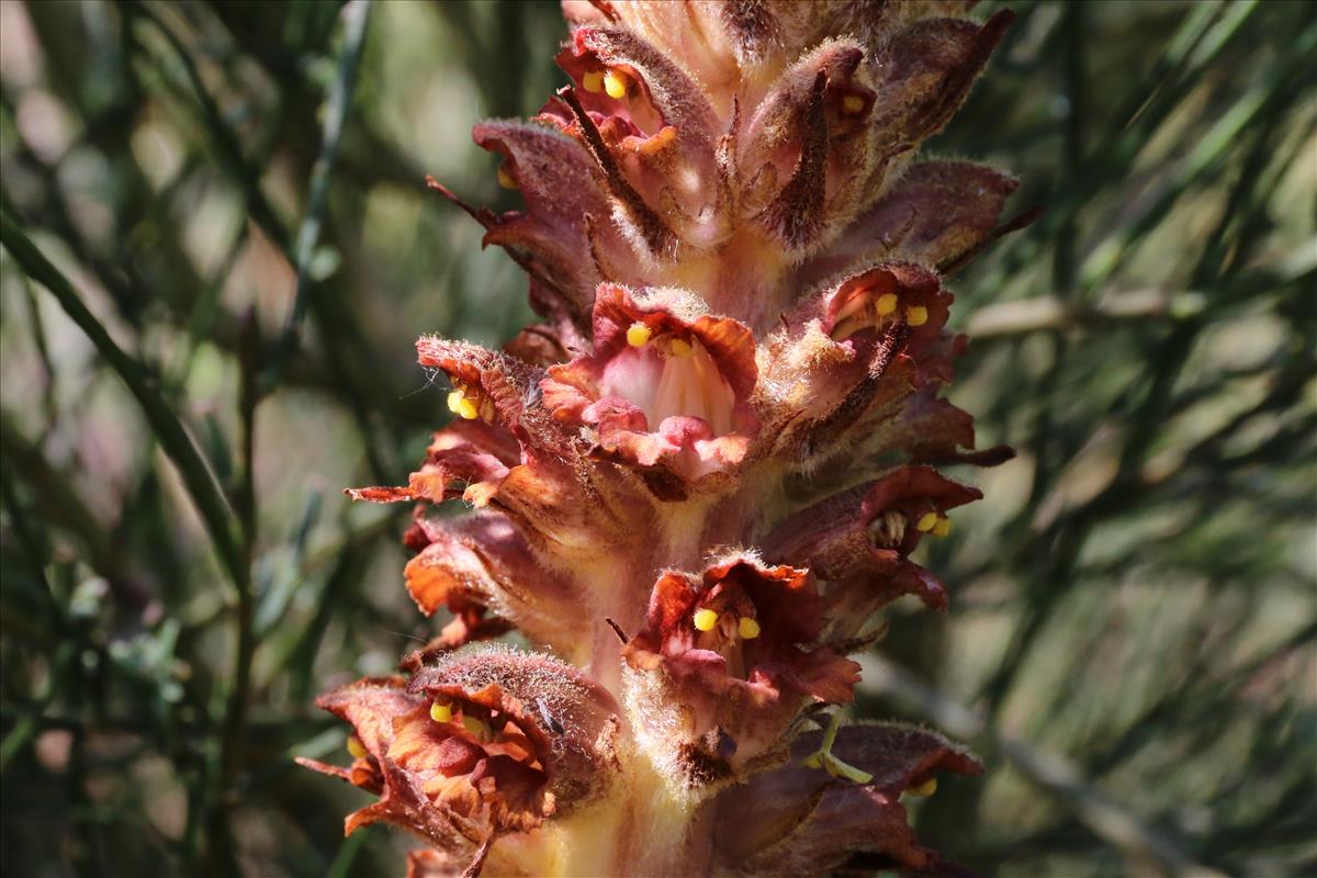 Orobanche rapum-genistae (door Willem Braam)