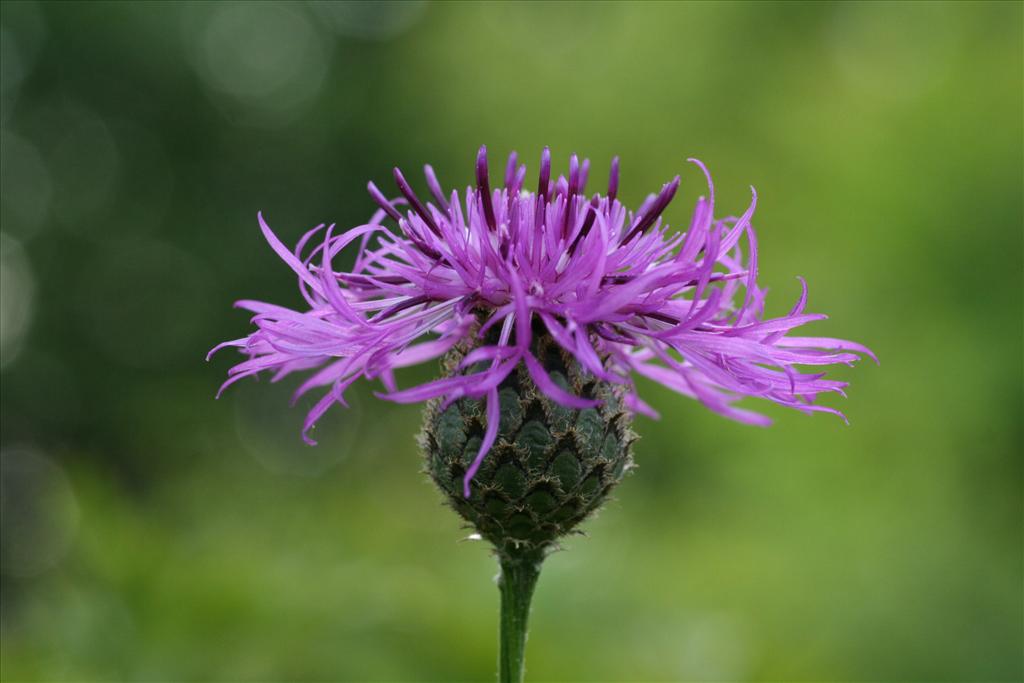 Centaurea scabiosa (door Willem Braam)