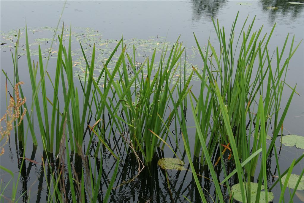 Sparganium erectum (door Willem Braam)