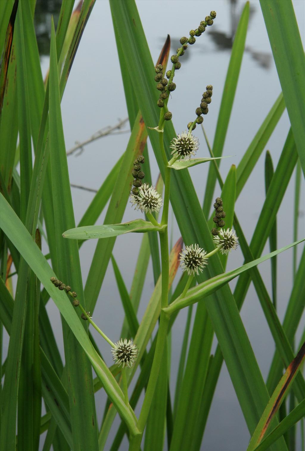 Sparganium erectum (door Willem Braam)