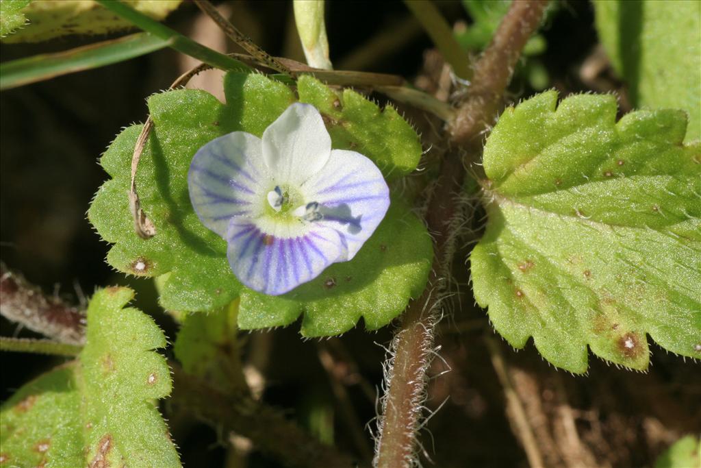 Veronica persica (door Willem Braam)