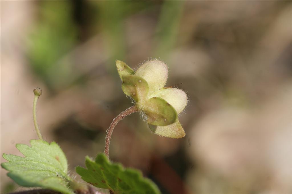 Veronica persica (door Willem Braam)