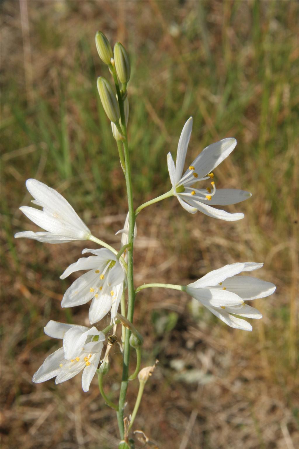 Anthericum liliago (door Willem Braam)