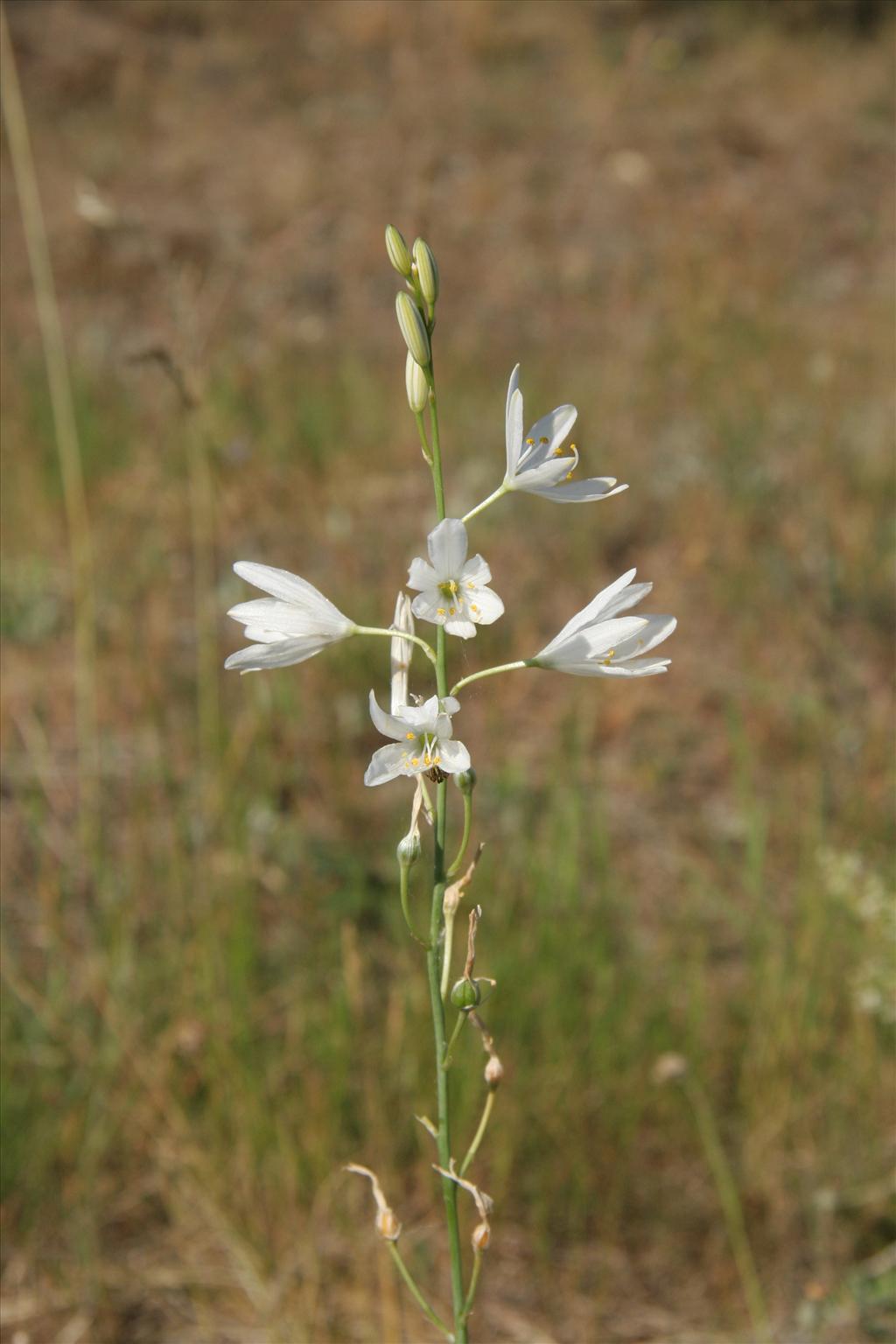 Anthericum liliago (door Willem Braam)