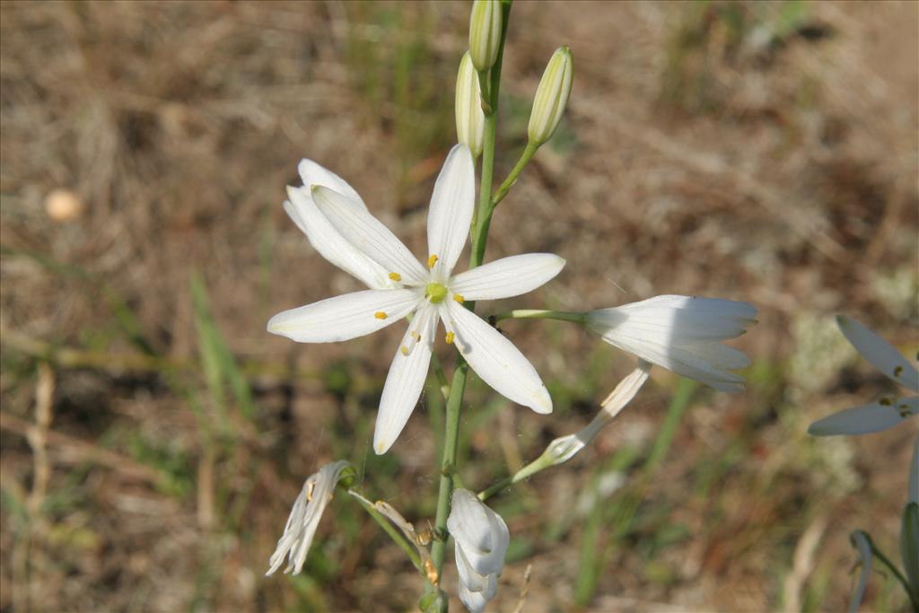 Anthericum liliago (door Willem Braam)