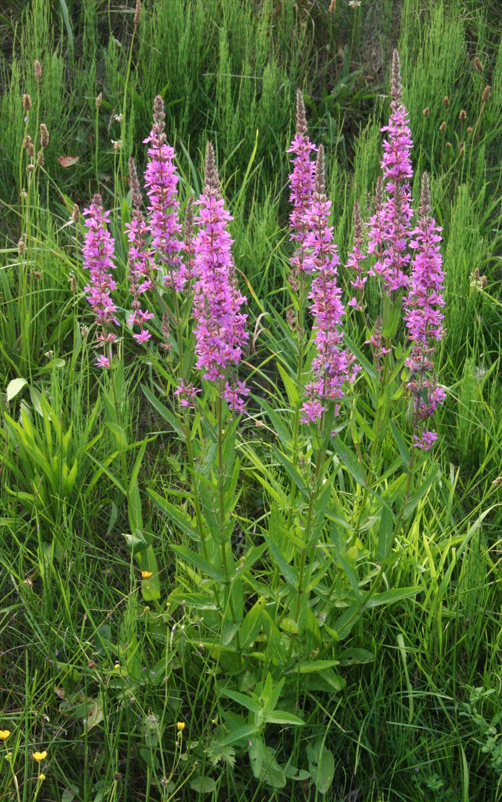 Lythrum salicaria (door Willem Braam)