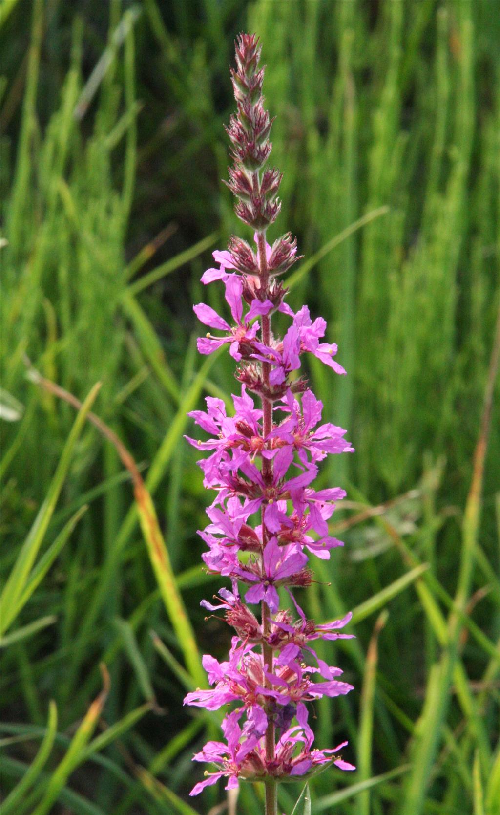 Lythrum salicaria (door Willem Braam)