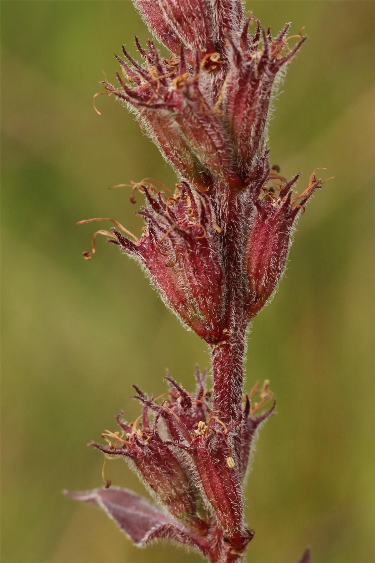 Lythrum salicaria (door Willem Braam)