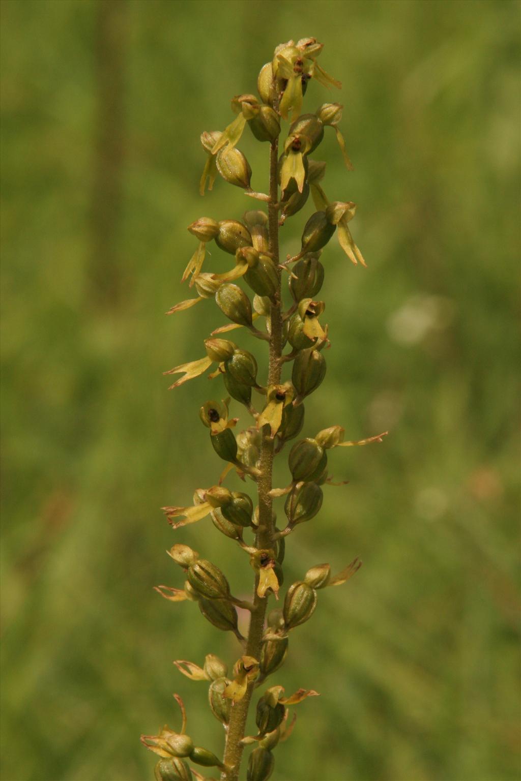 Neottia ovata (door Willem Braam)