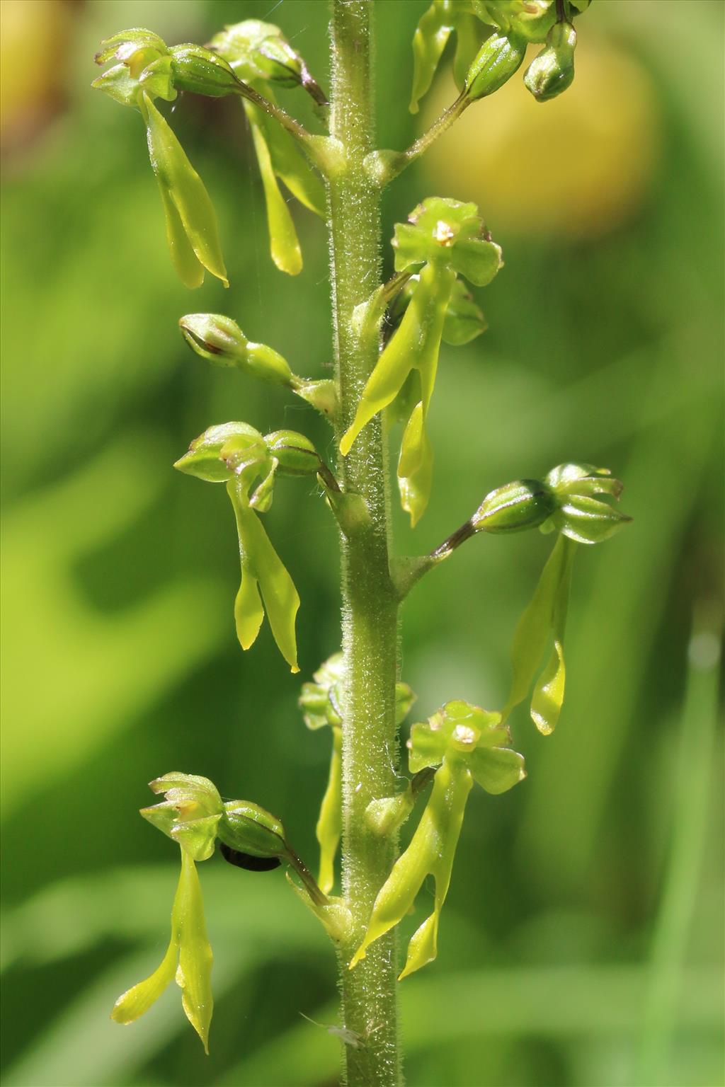 Neottia ovata (door Willem Braam)