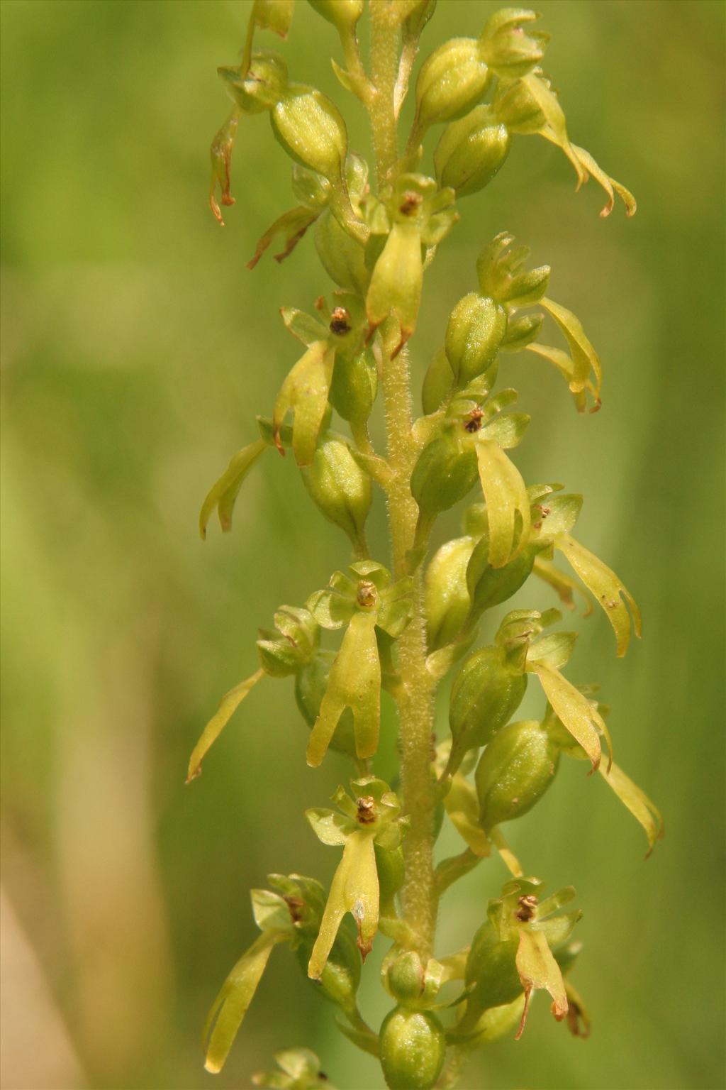 Neottia ovata (door Willem Braam)