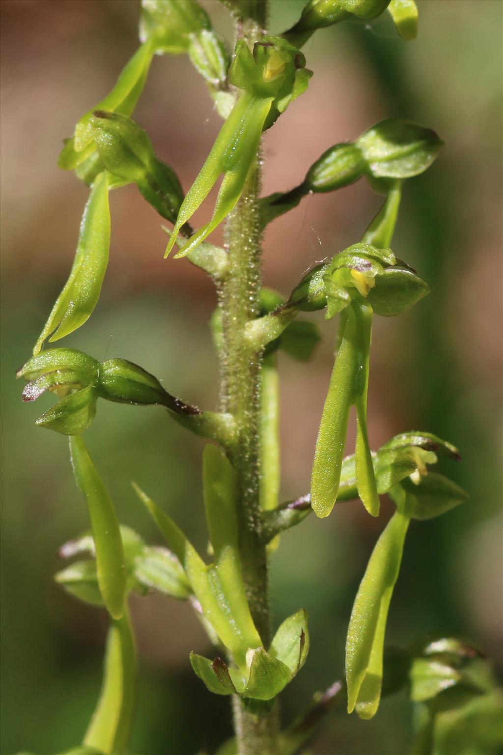 Neottia ovata (door Willem Braam)