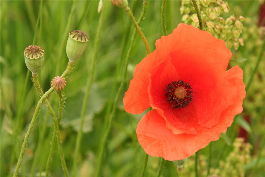 Papaver rhoeas (door Willem Braam)