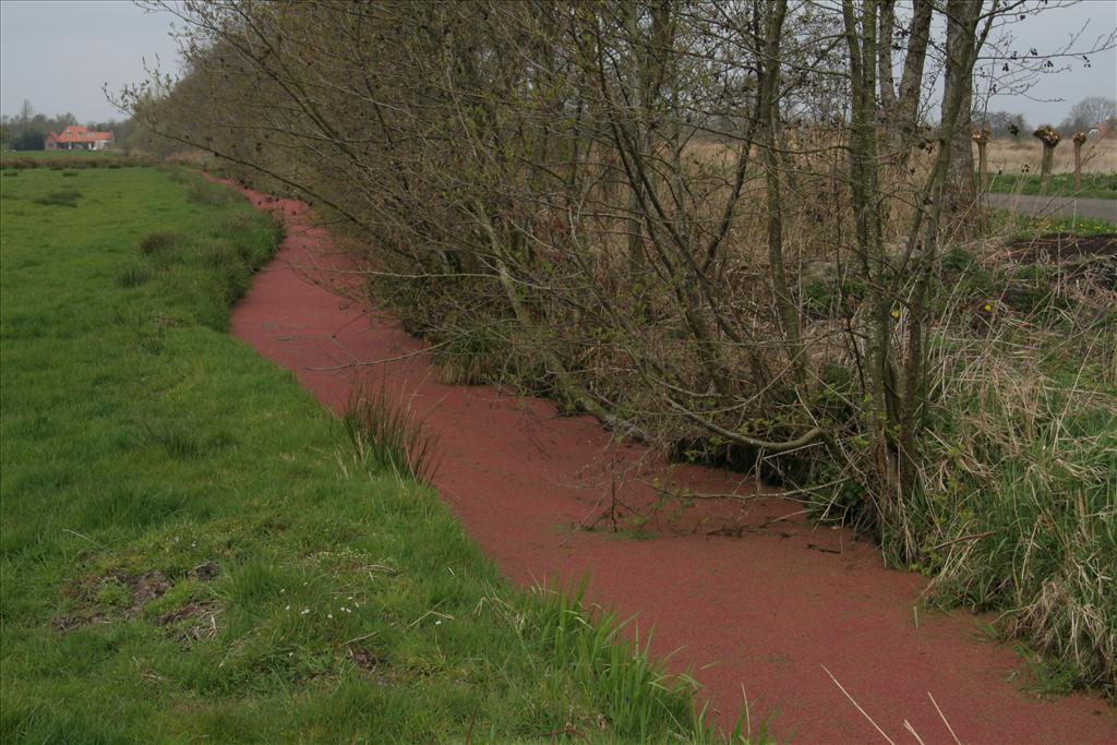 Azolla filiculoides (door Willem Braam)