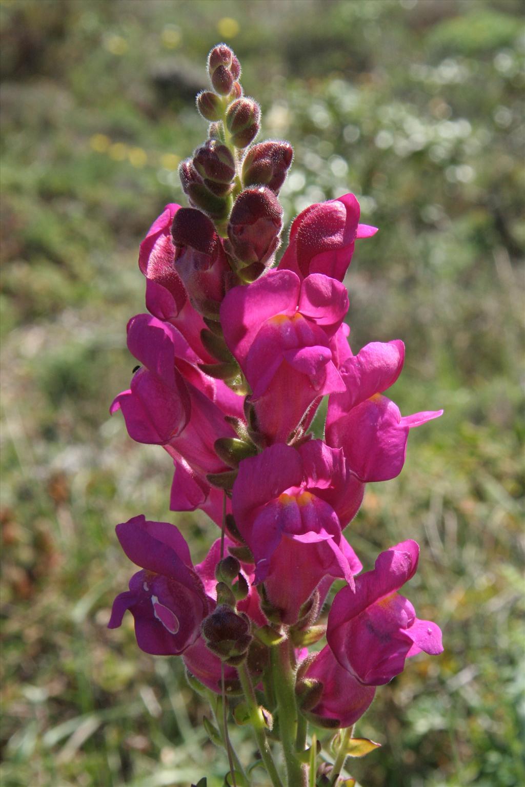 Antirrhinum majus (door Willem Braam)