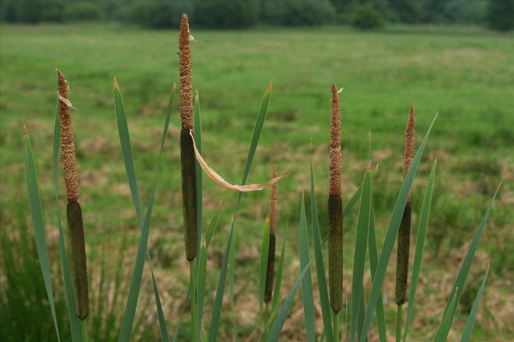 Typha latifolia (door Willem Braam)