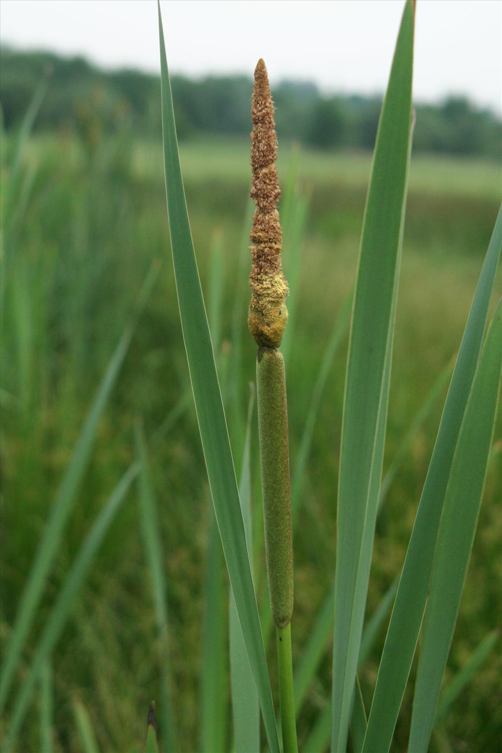 Typha latifolia (door Willem Braam)