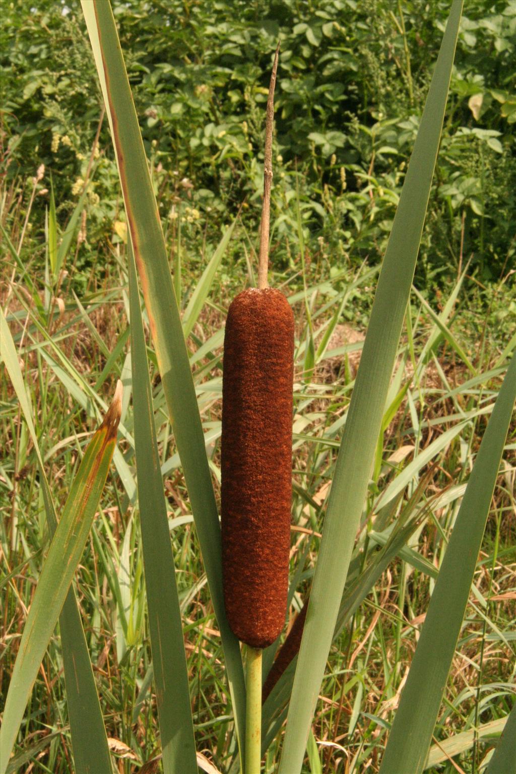 Typha latifolia (door Willem Braam)