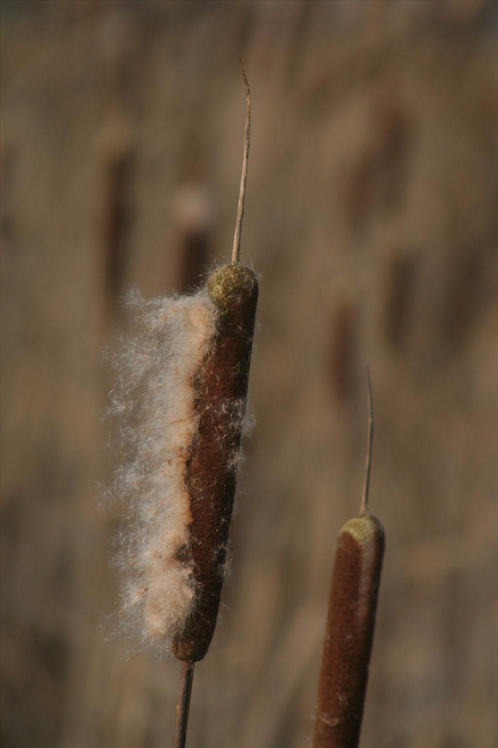 Typha latifolia (door Willem Braam)